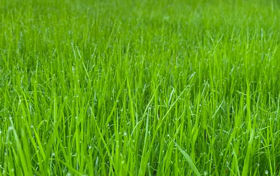 Katarni Paddy This photograph contains katarni paddy.