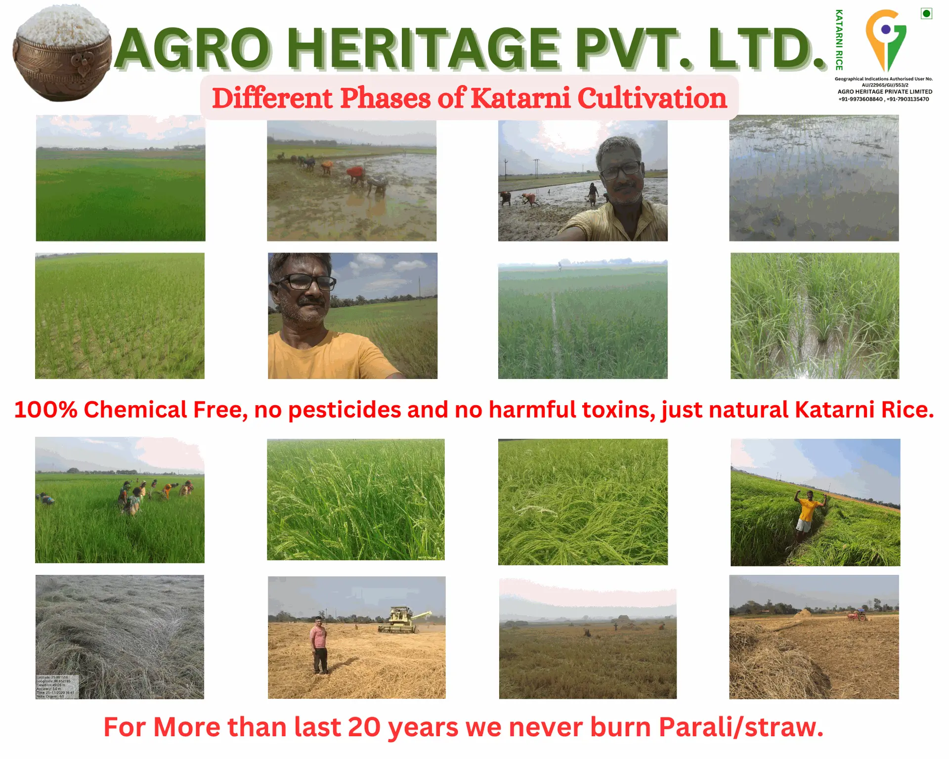 Different Phases of Katarni Cultivation Different Phases of Katarni Cultivation